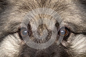 eyes of a gray fluffy wolfspitz dog close up. portrait. Wolf