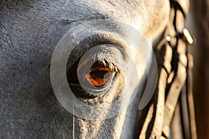 The eyes of a gray horse. Macro view. Details