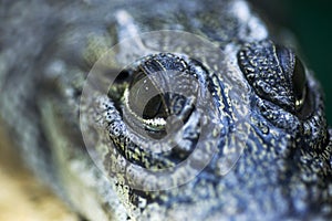 Eyes of hunter fierce and formidable of crocodiles. Crocodile eye close up