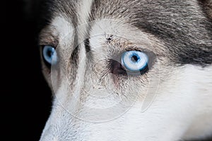 Eyes of husky dog