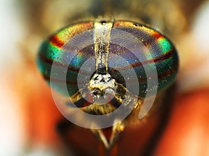 Eyes of an insect. horse fly head closeup