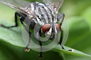 Eyes of an insect. Portrait Gadfly. Hybomitra