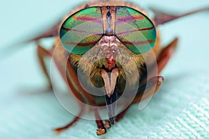 Eyes of an insect. Portrait Gadfly. Hybomitra