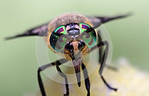 Eyes of an insect. Portrait Gadfly. Hybomitra