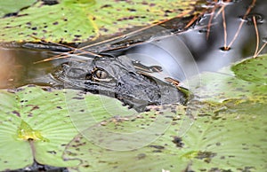 Eyes of Juvenile American Alligator lurking submerged in the water in the Okefenokee Swamp, Georgia