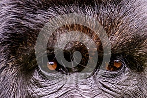 The eyes of a mountain gorilla