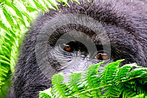 Eyes of a mountain gorilla peeping