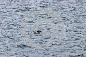 eyes and nose of a sealion face looks up over water