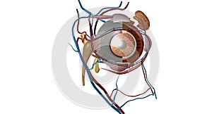 Eyes are organs of the visual system