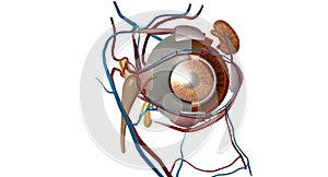 Eyes are organs of the visual system