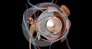 Eyes are organs of the visual system