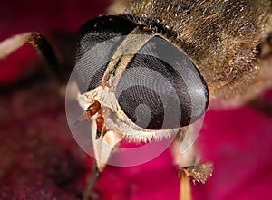 Eyes of pale giant horse-fly