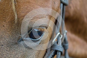 Eyes of a Peruvian horse taken close up.