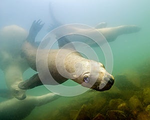 The Eyes of an Inquisitive Sea Lion in the Ocean near Vancouver Island photo