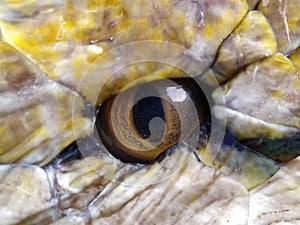 Eyes of pythons (Malayopython reticulatus) up close