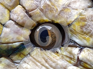 Eyes of pythons (Malayopython reticulatus) up close