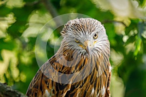 Eyes of raptor. Portrait of red kite, Milvus milvus, isolated on background from green leaves. Endangered bird of prey.