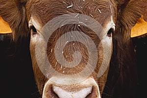 Eyes red cow, close-up. Big beautiful limousin bull cow head closeup. Cattle breeding