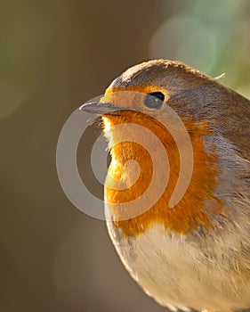 The eyes of the Robin
