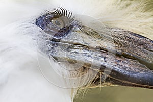 Eyes`s shot of bird Hornbill, White-crowned Hornbill Aceros comatus