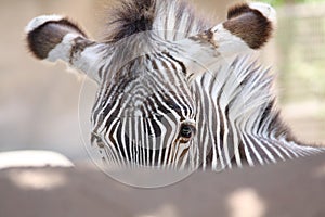 Eyes of the Savanna: Close-Up of Zebra\'s Soulful Gaze