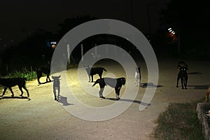 eyes of stray dog in night time, they are waiting food