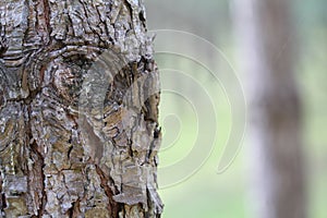 Eyes of a Tree trunk photo