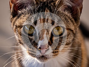 The Eyes of the Untamed: Wild Cat Close-Up