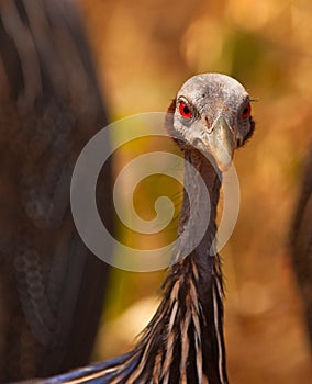 Ojos de gallinas 