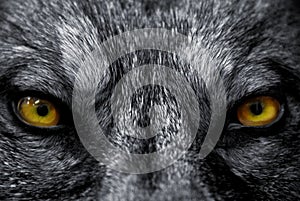 Eyes of wolf