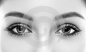 Eyes woman eyebrow eyes lashes black and white