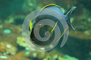 Eyestriped surgeonfish