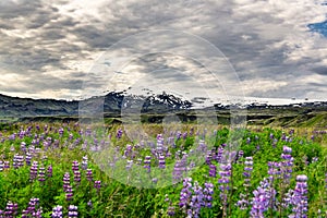 The Eyjafjallajokull vulcano with Lupines in the foreground Iceland