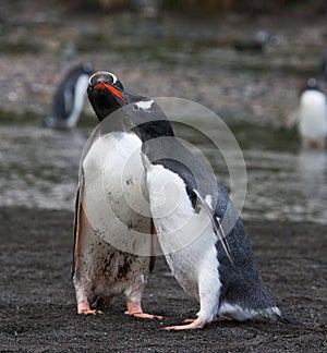 EzelspinguÃ¯n, Gentoo Penguin, Pygoscelis papua