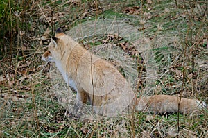 Ezo red fox stalking prey.