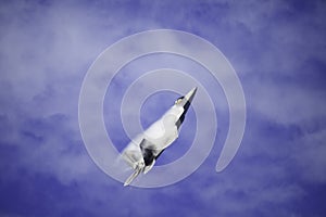 F-22 Raptor in flight over Hawaii