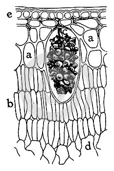 F. Elastica Epidermis vintage illustration