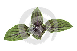 F fresh red basil herb leaves isolated on white background. Purple Dark Opal Basil