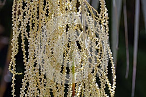 f Mexican blue palm flowers, Brahea armata