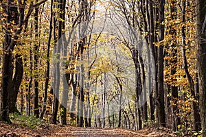 orest path, surrounded by broad leaved trees in their yellow fall autumn colors, in the Fruska Gora Woods, a park in Voivodina