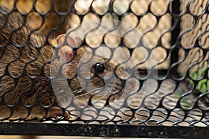 f rat trapped in the iron cage