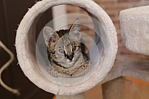 F1 Savannah cat with beautiful markings