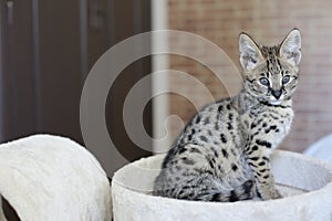 F1 Savannah cat with beautiful markings