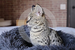 F1 Savannah cat with beautiful markings