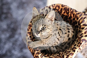 F1 Savannah cat with beautiful markings