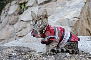 F1 Savannah cat with beautiful markings wearing pet clothing