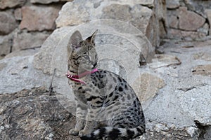 F1 Savannah cat with beautiful markings wearing pet clothing