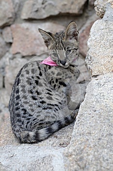 F1 Savannah cat with beautiful markings wearing pet clothing