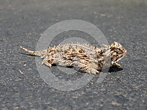 f12 El Malpais Horned Toad