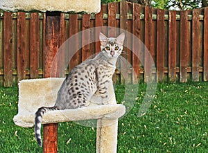 F4 Gray Spotted Serval Savannah Domestic Kitten